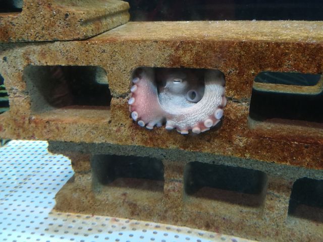 むろと廃校水族館のタコ_むろと廃校水族館