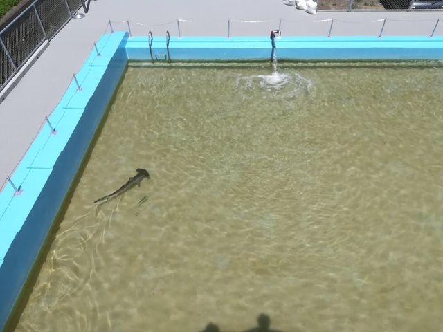 25mプールで泳ぐサメ_むろと廃校水族館