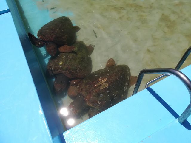 25mプールで泳ぐかめ_むろと廃校水族館