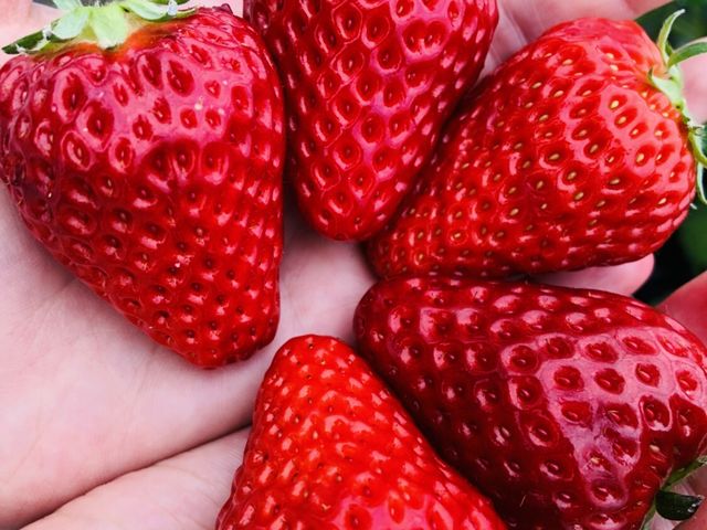 摘みたてのいちご_渡邉いちご園