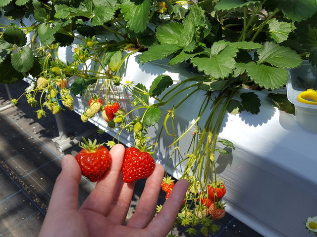 イチゴは大人の腰ぐらいの高さになってます。_湯沢いちご村