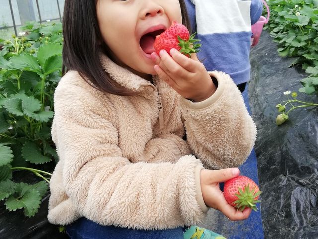 大きなイチゴを頬張り、大満足の孫娘です。_まるとみ農園(丸富農園)