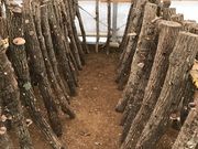 ちょこちさんの修善寺しいたけの里の投稿写真1