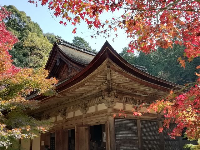 紅葉の中に佇む屋根の張り出しと反りが美しい本堂です_金剛輪寺 本堂