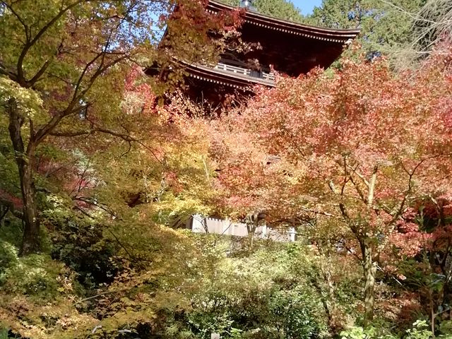 快晴の青空の下、紅葉・黄葉越しに美しい塔が見えます
、_金剛輪寺 三重塔