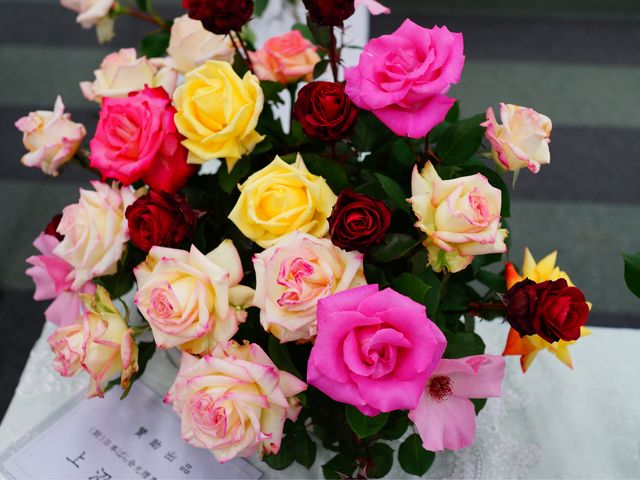 綺麗な薔薇。_加古川ウェルネスパーク