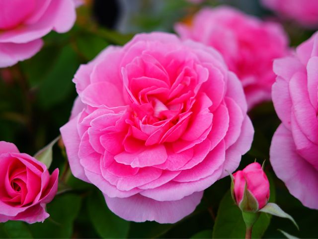 綺麗な薔薇。_加古川ウェルネスパーク