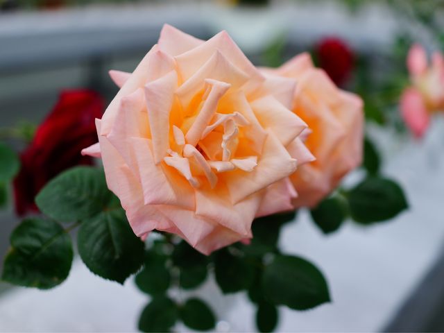 綺麗な薔薇。_加古川ウェルネスパーク