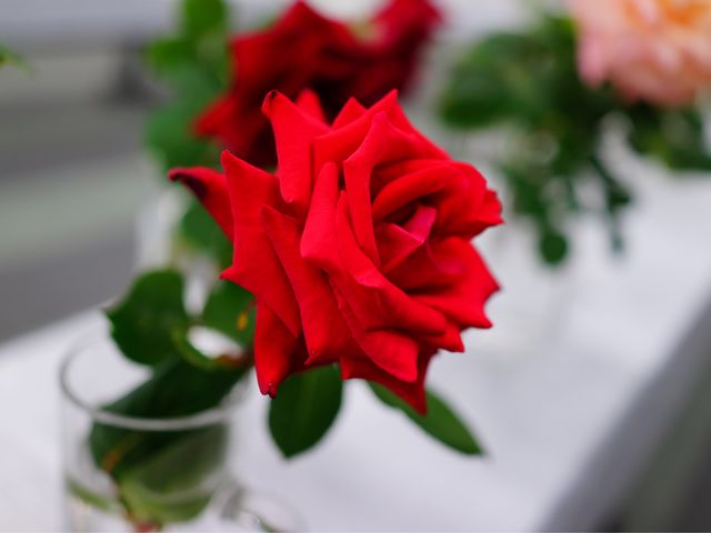 綺麗な薔薇。_加古川ウェルネスパーク