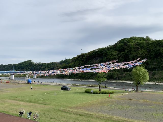 鯉がたくさん泳ぎます_相模川