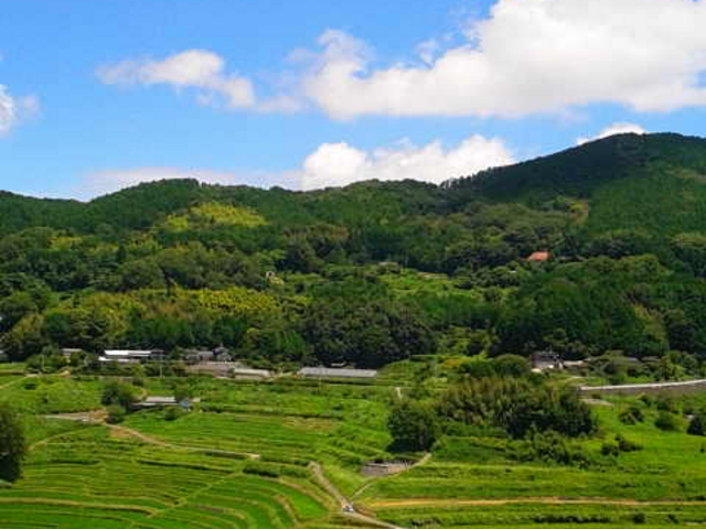 夏_美咲町・大垪和西の棚田