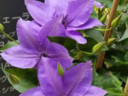 空詩土さんのクレマチスガーデンの投稿写真2