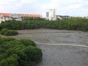 マスタードさんの漫湖水鳥・湿地センターの投稿写真1