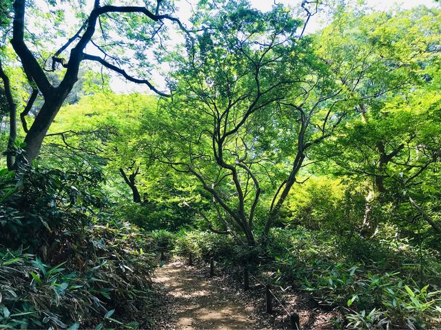 【六義園 蛛道】左手に藤代峠、右手にぜんけいの流れ_六義園 蛛道