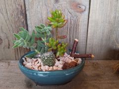 小さな緑のインテリア 苔屋の写真1