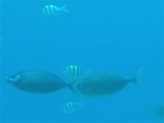 本物の海の中を泳いでいるお魚_宮古島海中公園