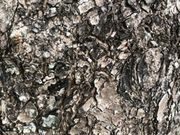 ぴーのさんの円覚寺の投稿写真1