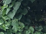 ぴーのさんの厳島神社の投稿写真1