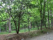 たかちゃんさんの九十九山の桜の投稿写真2