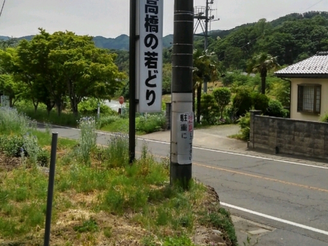 看板を見落とさないでね。_高橋の若どり