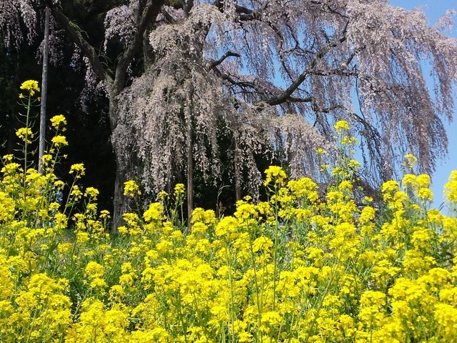 桜と菜の花のコントラスト_合戦場のしだれ桜