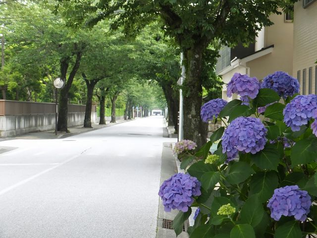 西海子小路