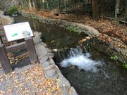 ふくいさんさんのお鷹の道・真姿の池湧水群の投稿写真3