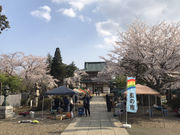 TXLさんの宗吾霊堂の桜の投稿写真1