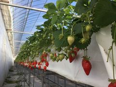 brown crewの写真1