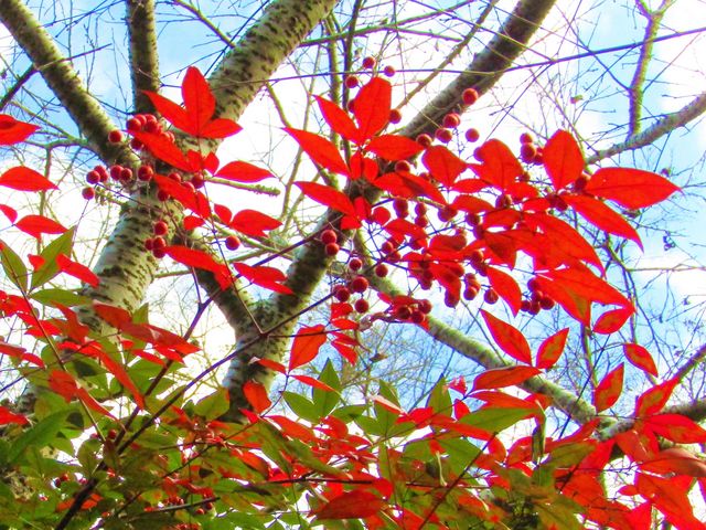 南天の実と紅葉_正暦寺