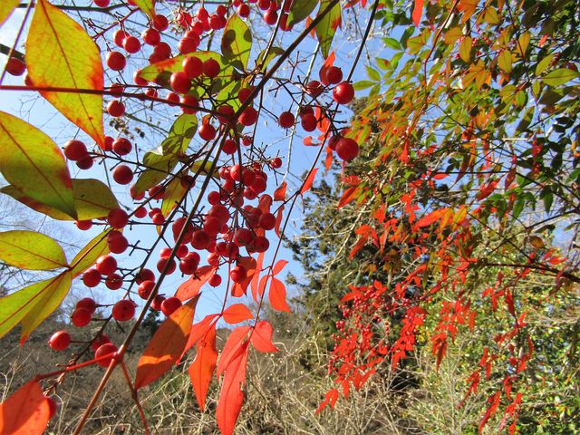 南天の実と紅葉_正暦寺
