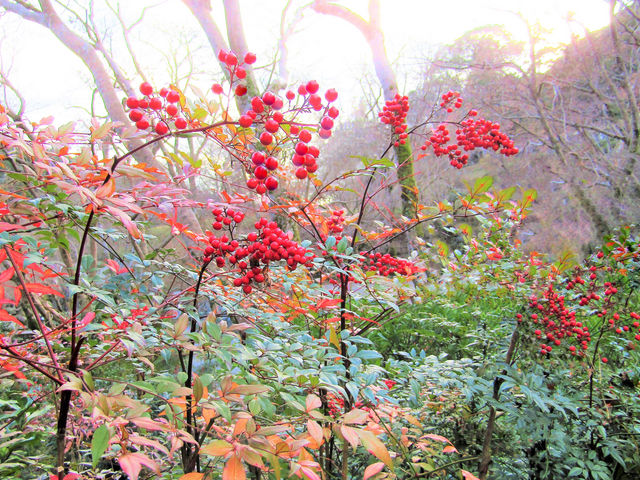 南天の実と紅葉_正暦寺