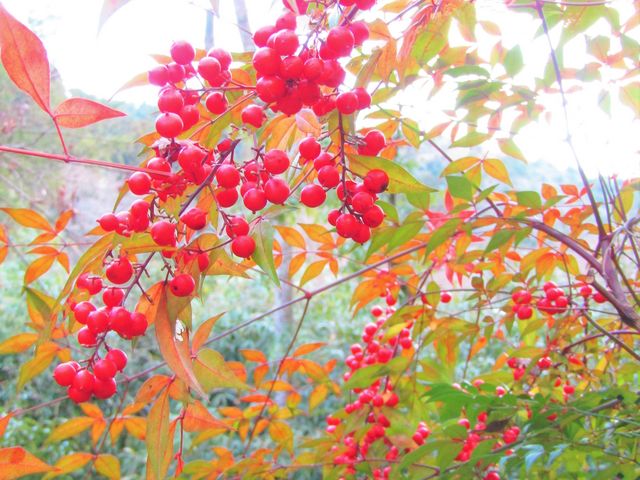 南天の実と紅葉_正暦寺