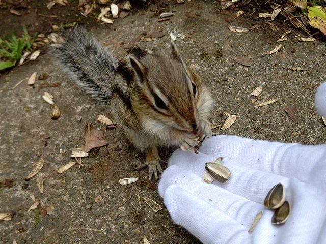 シマリス_天狗山ロープウエイ