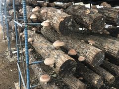 梅ヶ島 天空ファームの写真1