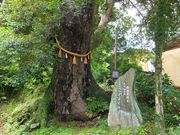 ニコちゃんさんの日枝神社の一位樫の投稿写真1
