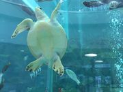 こうむさんの奄美海洋展示館の投稿写真1