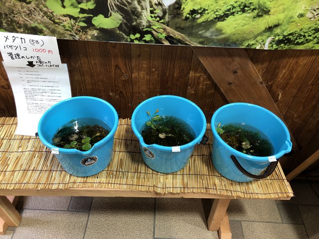 店内で販売していたメダカ_道の駅 錦秋湖
