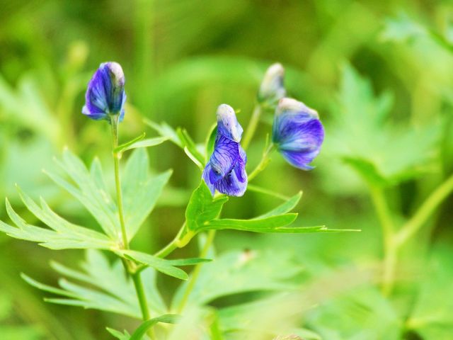 サクライウズ(トリカブト)が咲き始めました。_千畳敷カールの高山植物