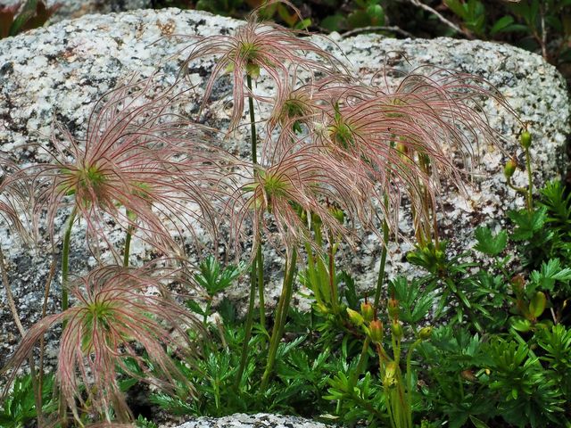 チングルマ 早く咲いた花は長い毛が_千畳敷カールの高山植物