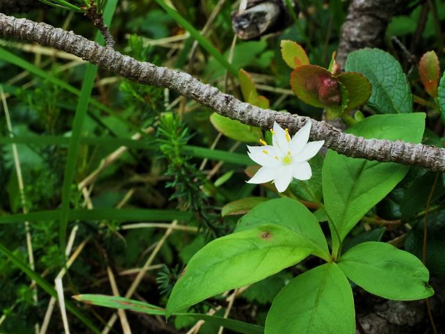 ツマトリソウ_千畳敷カールの高山植物