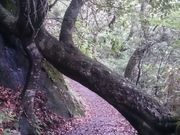 sanaさんの筑波山自然研究路(男体山)の投稿写真1