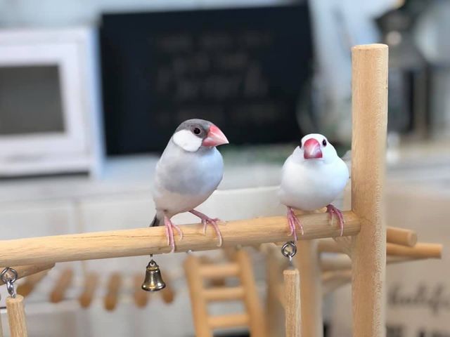白文鳥の“ハク”と、シルバー文鳥の“銀次”_ことりと
