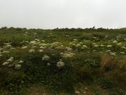 北の隠居さんの大朝日岳の投稿写真3