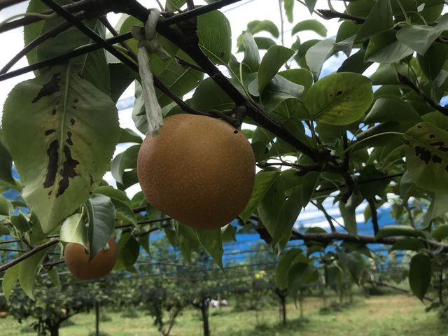 梨園_白龍湖観光農園