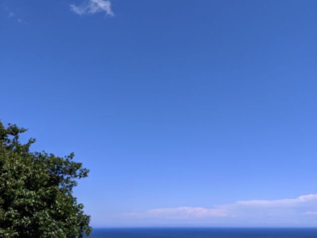 パラダイス・カフェ サドルバック