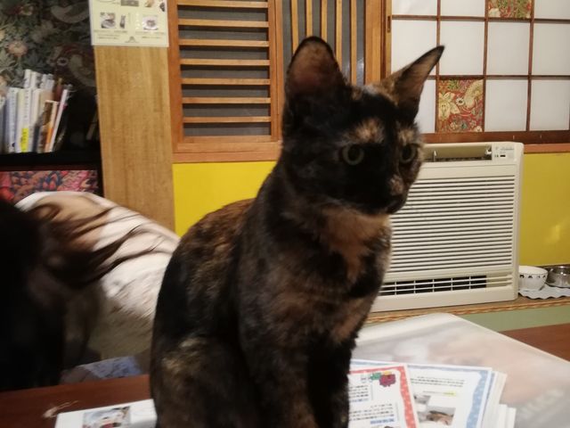 お行儀のいいサビ猫ちゃん_ネコリパブリック 東京お茶の水店