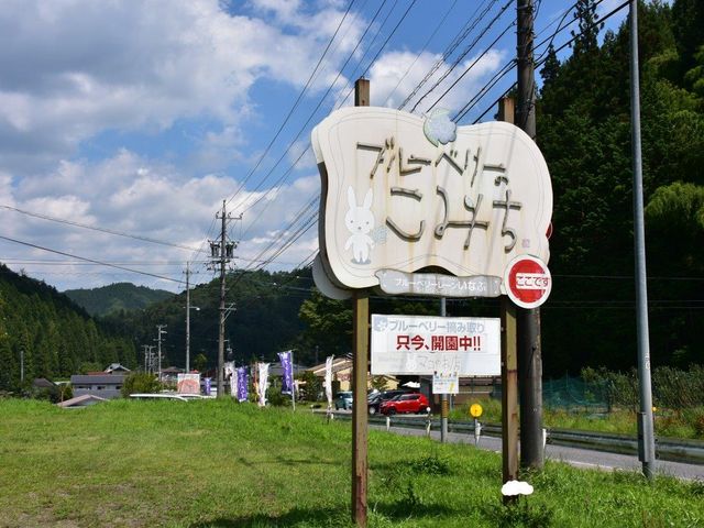 ブルーベリーのこみち_ブルーベリーのこみち