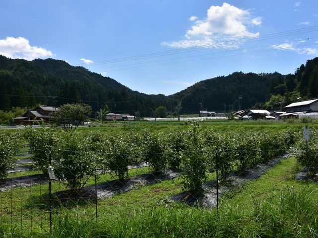 ブルーベリーのこみち_ブルーベリーのこみち