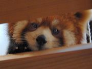 ようちゃんさんの西山動物園の投稿写真1